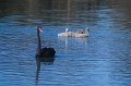 swan and chicks